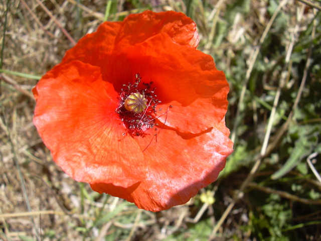 DSCN0263.JPG