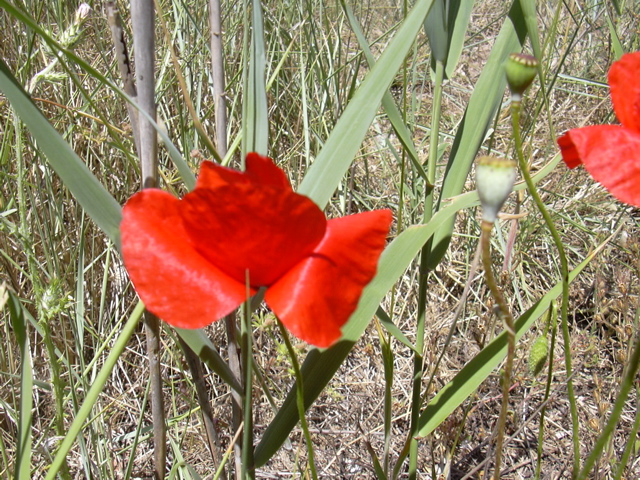 DSCN0257.JPG