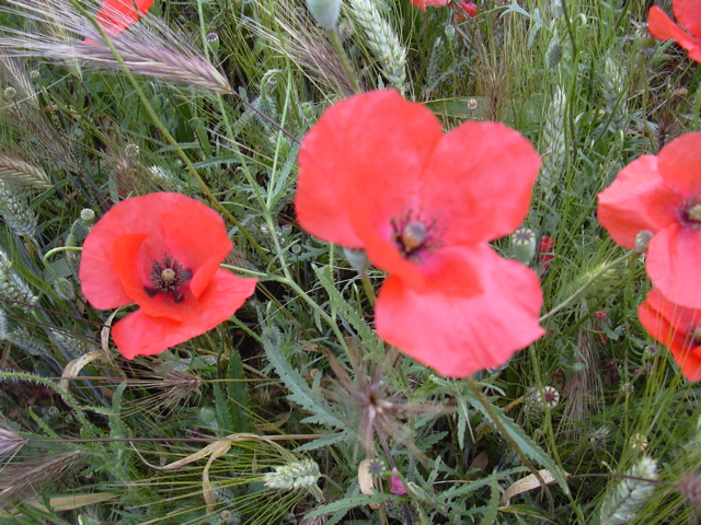 DSCN0278.JPG