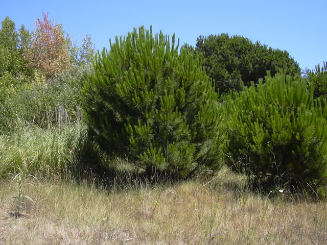 DSCN0242.JPG