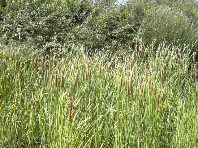 DSCN0268.JPG