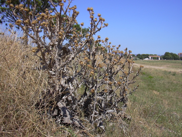 DSCN0270.JPG