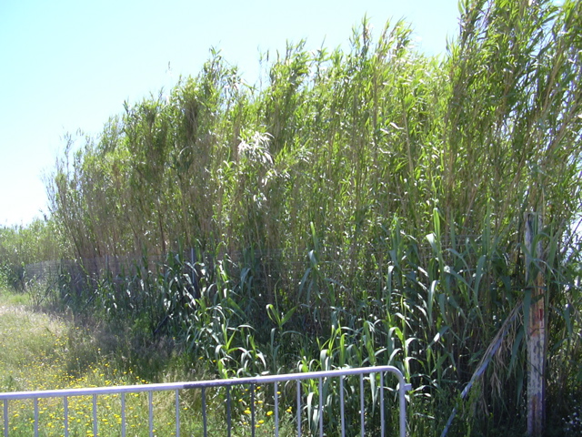 DSCN0233.JPG