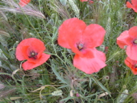 DSCN0278.JPG