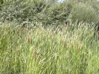 DSCN0268.JPG
