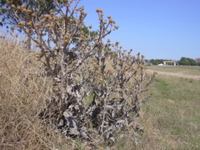 DSCN0270.JPG