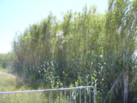 DSCN0233.JPG